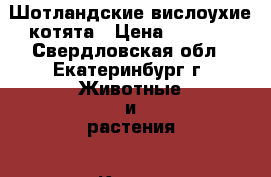 Шотландские вислоухие котята › Цена ­ 4 000 - Свердловская обл., Екатеринбург г. Животные и растения » Кошки   